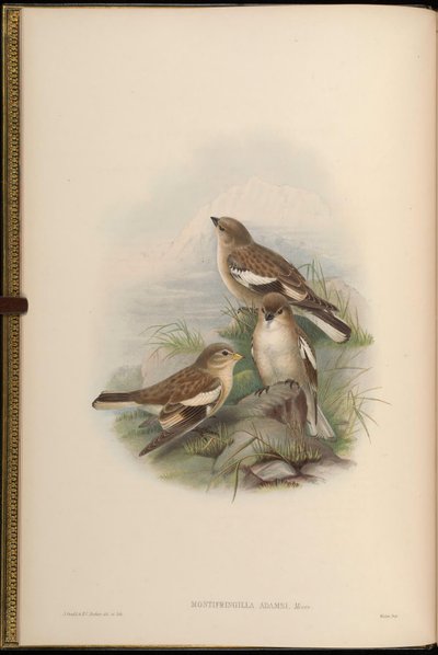 Montifringilla adamsi by John Gould